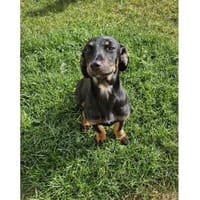 Rosi - wartet in 66773 Schwalbach/Saar, Hündin zur Adoption