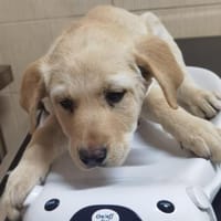 Lady, Hündin zur Adoption