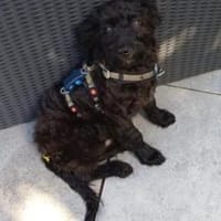 James° 61250 Usingen, Hund zur Adoption