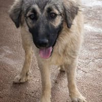 Constantin in der Tierherberge Donzdorf, Hund zur Adoption