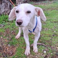 Wolke ❤ mit allen sehr sozial, Hündin zur Adoption