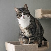 Harrie, katers ter adoptie