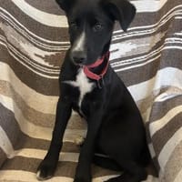 Sanfte Felia wartet in 55131 Mainz, Hündin zur Adoption