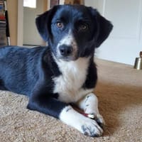 Tilda ❤ zuckersüße Maus sucht Zuhause, Hündin zur Adoption