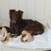 Mila - sanfte Seele, Hündin zur Adoption