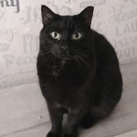 Angelina, poezen ter adoptie