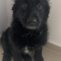 Vroni ❤ auf die Plätze, fertig, spielen, Hündin zur Adoption