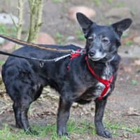 Tonka ist eine liebe Seele, Hündin zur Adoption