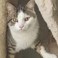 Turbo, katers ter adoptie
