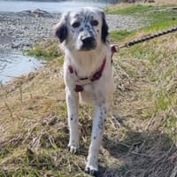 Marte - wartet in 85354 Freising, Hund zur Adoption