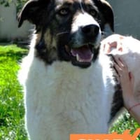 Shar - schmusiges, großes Baby, Hund zur Adoption