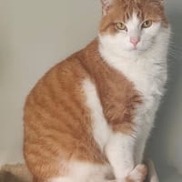 Dennie, katers ter adoptie