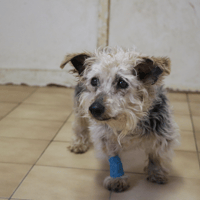FANNY HAA24705, chienne à adopter