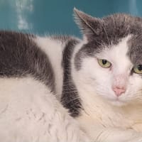 SIRIUS, chat à adopter