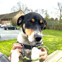 PACO, chien à adopter