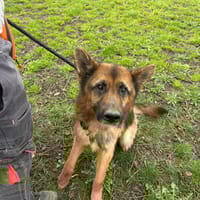 GRAFF, chien à adopter