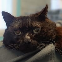 Noli, chat à adopter