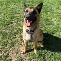 BOBO PAA24148, chien à adopter