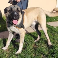 ASLAN PAA24151, chien à adopter
