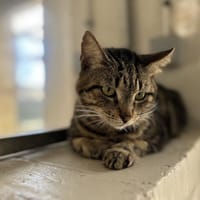 CHARLY, chat à adopter