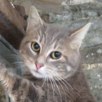 PACMAN, chat à adopter