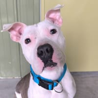 SYBELLE, chienne à adopter