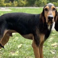 Aladin CAA13501, chien à adopter