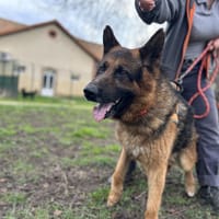 REX, chien à adopter