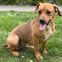 Jeff CAA14942, chien à adopter