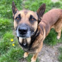 Owen CAA14954, chien à adopter