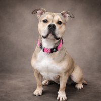 LUCIA, chienne à adopter