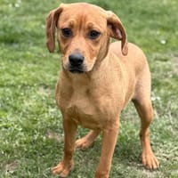 Bluckey CAA14941, chien à adopter