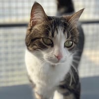 nova, chatte à adopter