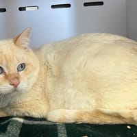 Domino, chat à adopter