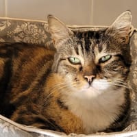 NINA, chatte à adopter