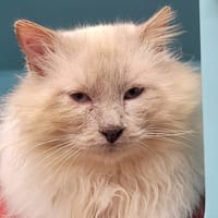 RIO, chat à adopter