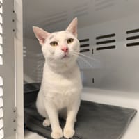 ARISTO, chat à adopter