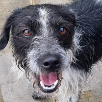 Pipounette, chienne à adopter