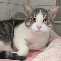 STITCH, chat à adopter