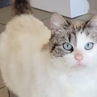 RAINBOW, chatte à adopter