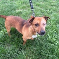 PETTER PAA24152, chien à adopter