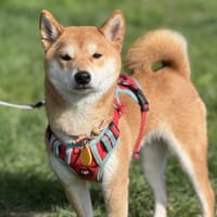 MIMIE, chienne à adopter