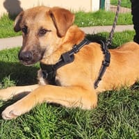 WILKY PAA24150, chien à adopter