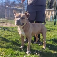 BECK PAA24149, chien à adopter