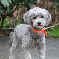 NEMO HAA24702, chien à adopter