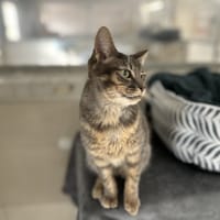 ZAZOU, chat à adopter