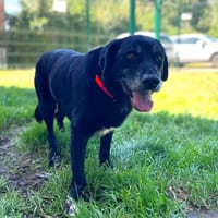 CITIBULE dit BOUBOULE, chien à adopter