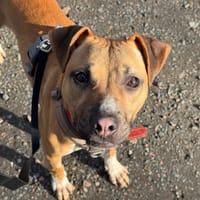 LOLLIPOP, chienne à adopter