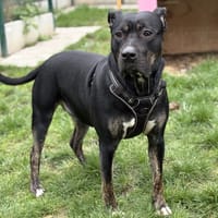 NIKITA, chienne à adopter