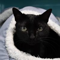 Minouche, chatte à adopter